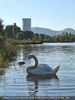 Schwan auf der alten Donau