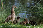 enten family