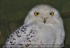Schneeeule