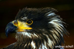 junger weisskopfseeadler