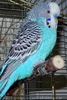 Budgie Beauties 1