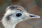 Nandu (Rhea americana)