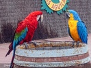 Papageien Show 7