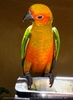 Parrots Park 10