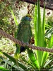 Parrots Park 18