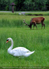 Schwan 2