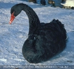 Schwarzer Schwan