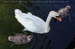Swanfamily