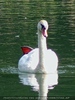 White swan
