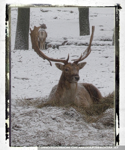 Hirsch im Schnee