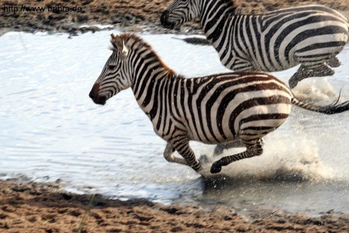Zebra-Crossing am Talek-River