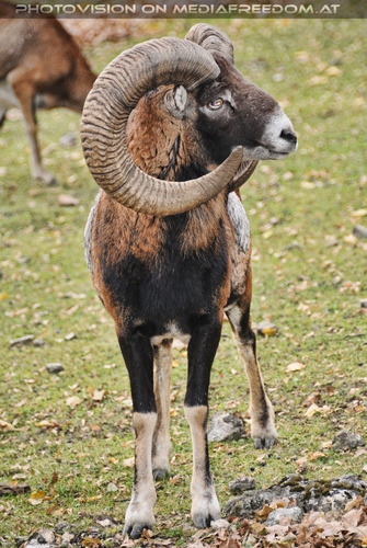 Steinbock