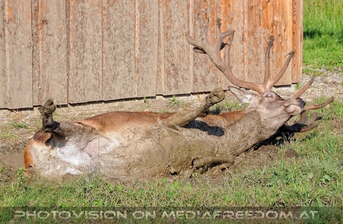 Hemmungslos Liebe 52