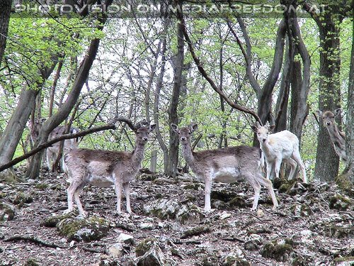 Den Tieren so nah 11