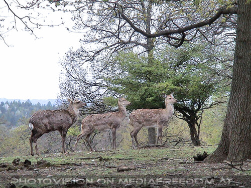 Den Tieren so nah 12