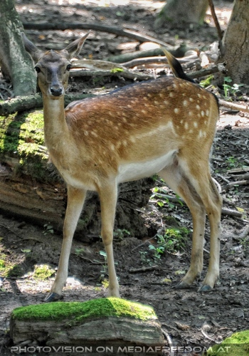 Ein Rehlein steht im Walde...
