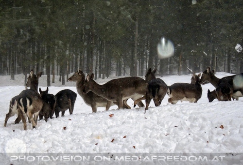 Damwild Rudel im Schnee