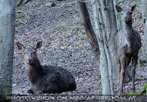 Den Wald sch�tzen 26