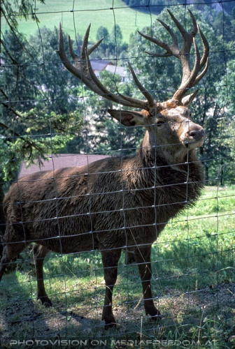 Der m�chtige Hirsch