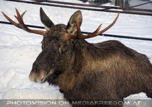 Elch im Schnee
