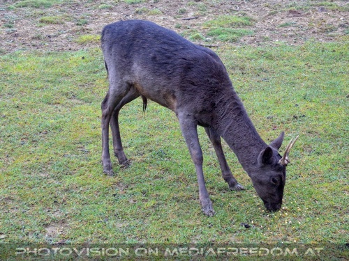Enger Tierkontakt 08