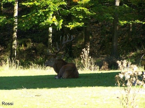 Wen interessiert schon die Brunftzeit?: Entspannter Hirsch