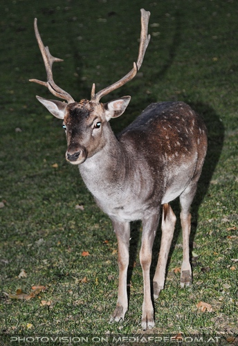 Freund Damhirsch