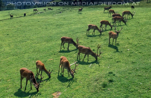 Hirschrudel vom Sessellift aus