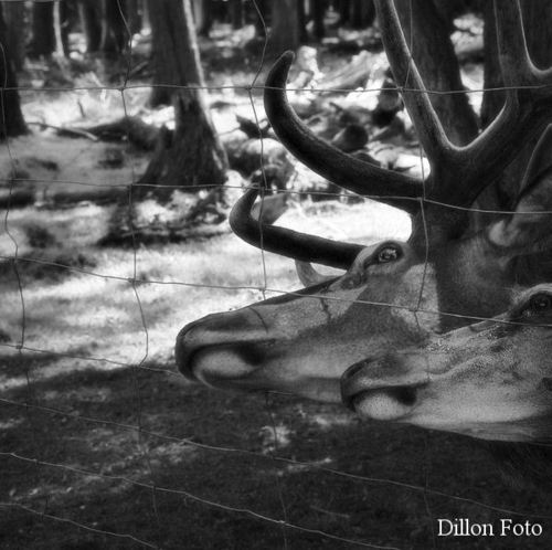 Wie die Freiheit wohl duftet