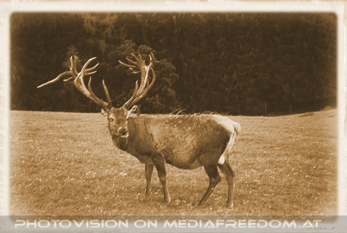 Hirsch - seit ewigen Zeiten...