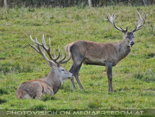 Pr�chtige Hirschen