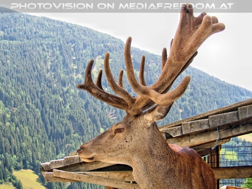 Pr�chtiger Hirsch 3