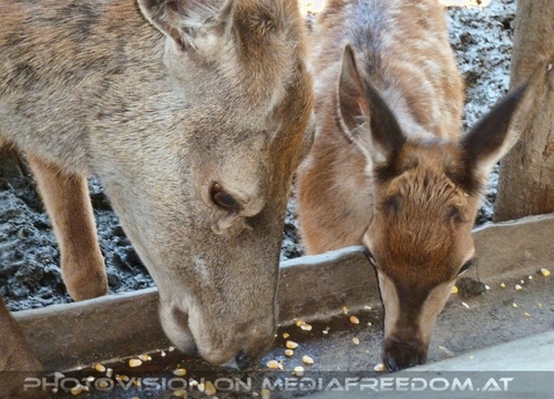 Rehe bei Futterstation