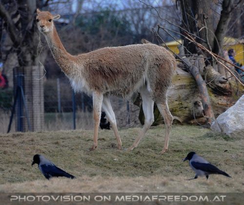 Alpaka