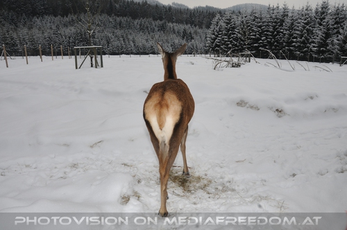Reh im Schnee