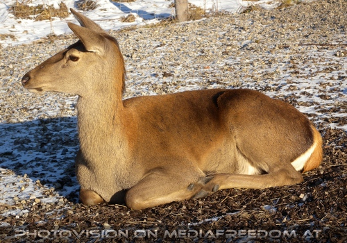 Im Paradies f�r Tiere 41