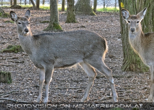 Advent im Schloss 31