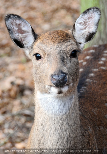 Reh Portrait