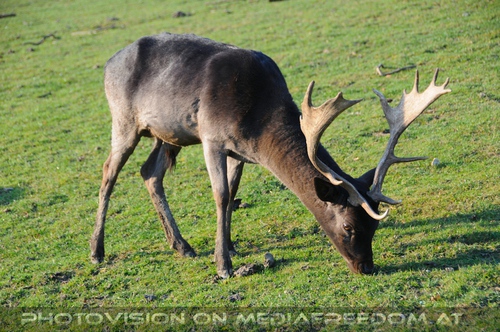 Damhirsch - ein Freund an den man sich erinnert...