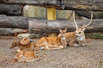 Bambi Familie