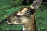 Reh Portrait