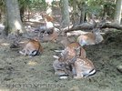 Bambi Nest