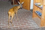 Rehe 4