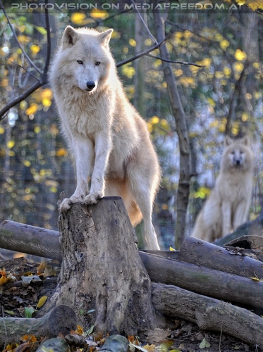 Arktische W�lfe 01