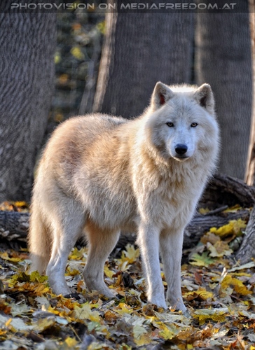 Arktische W�lfe 03