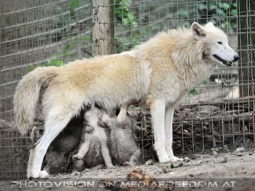 Mama mit Babys - Wolftankstelle