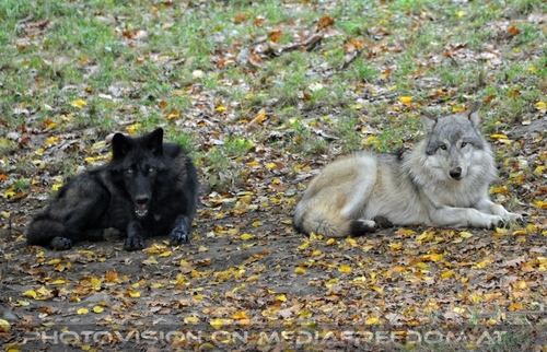 Wolf Science Center 06
