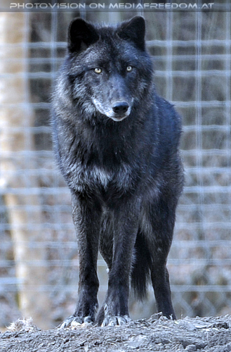 Wolf Science Center 07