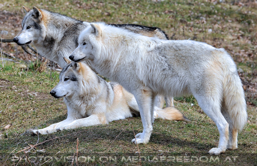 Wolf Science Center 12