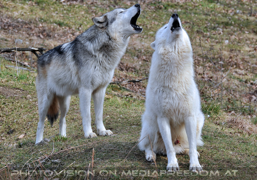 Wolf Science Center 17
